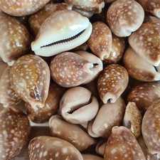 Vintage Polished Cowrie Shells