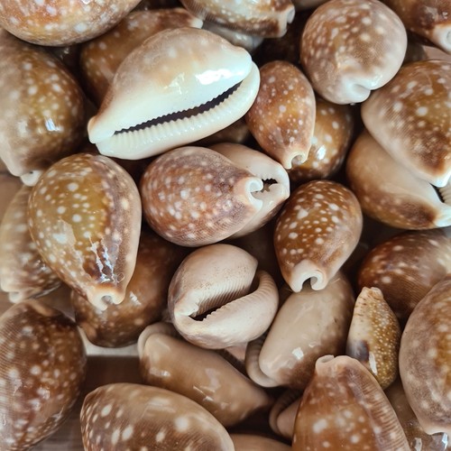 Vintage polished cowrie shells - vintage,