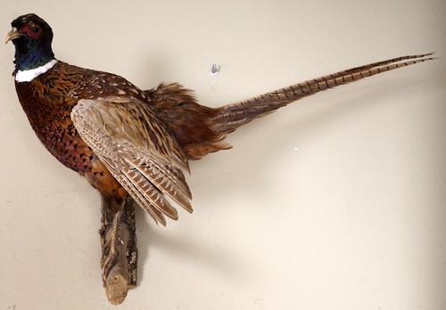 Beautiful hunting pheasant - hunting,