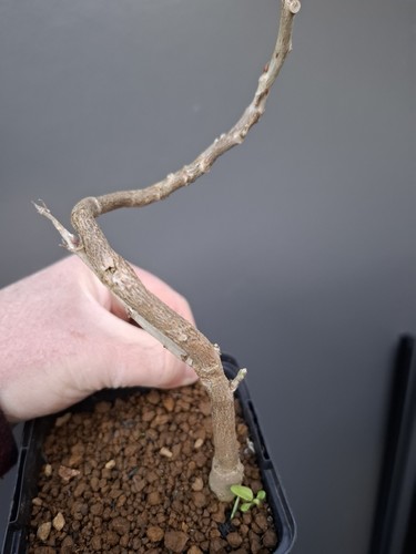 Wisteria bonsai tree - bonsai,