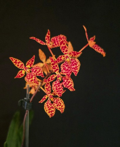 Renanthera monachica mature - renanthera,