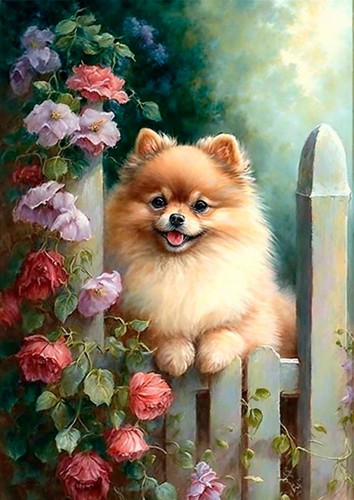 Pomeranian dog greeting - pomeranian,