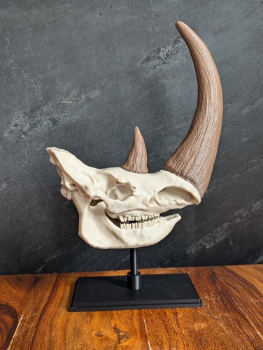 Woolly rhinoceros fossil - woolly,