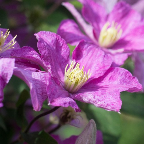 Clematis comtesse de - clematis,