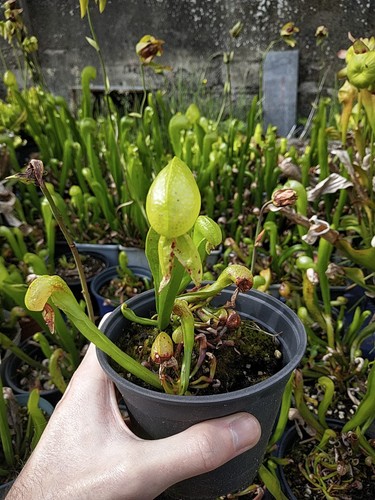 Darlingtonia californica - darlingtonia,