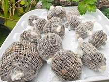 120 MINI carp bait balls IN