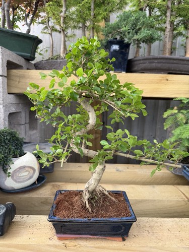 Finished bonsai tree - tree, potted