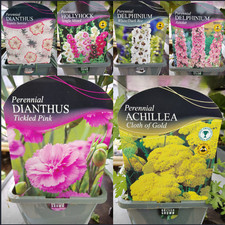 Cottage garden perennial plant
