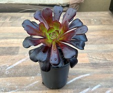 Black Rose Succulent Plant