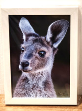 Wall Art Inquisitive Joey. Nature, Animal  5 x 7" Framed Print