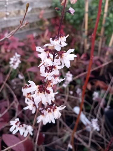 White forsythia - xl,