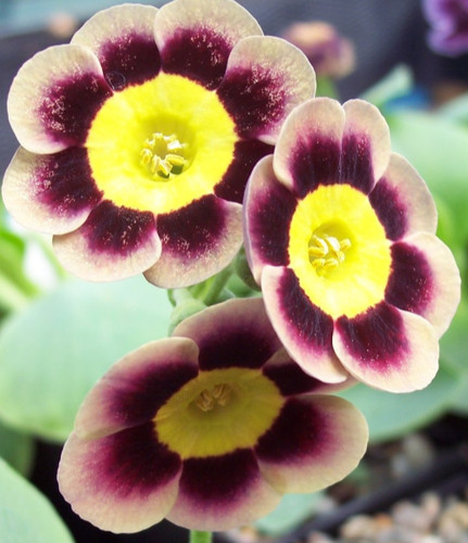 Primula auricula hadfield - t.a,