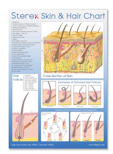 Sterex laminated skin - sterex,