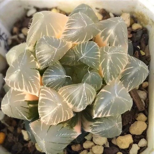 5cm haworthia cooperi - haworthia,
