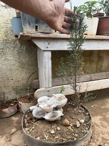 Ginepro bonsai juniperus - ginepro, bonsai.