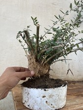 Olive Mame Bonsai