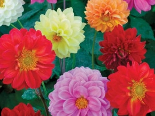 Dahlia surprise mix - 10, summer