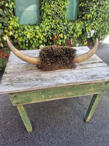 Victorian taxidermy bull cow - taxidermy,