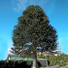 Araucaria Araucana Monkey Puzzle Tree Outdoor Garden Strong Healthy Plant in Pot