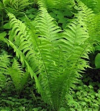 Shuttlecock Fern Plant Ostrich