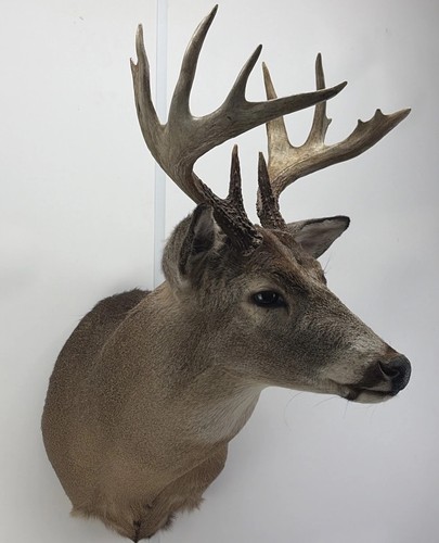 Whitetail deer shoulder - whitetail,
