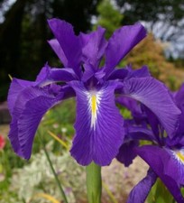 IRIS LATIFOLIA,IRIS GERMANICA