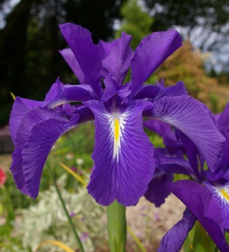 Iris latifolia germanica - iris, latifolia,iris