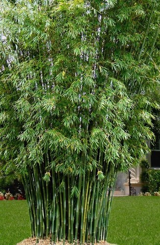Seabreeze bamboo seeds - ,