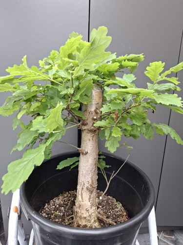 Very chunky yamadori oak - very,