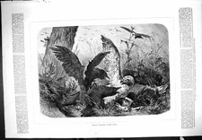 Original Old Antique Print