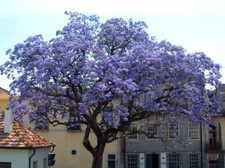 Paulownia Tomentosa - 250 Seeds - Empress Foxglove Tree
