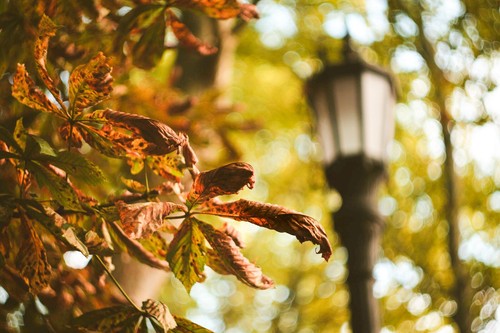 Sony fit helios 44m 4 - sony, e
