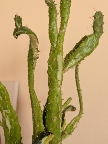 Opuntia monacantha variegated - monacantha,