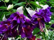 6 Giant Trailing Fuchsia Deep