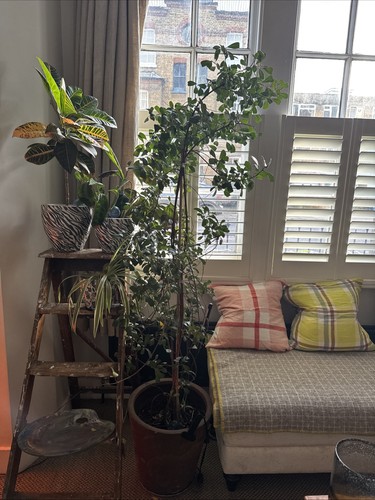 Fig tree metal handmade - fig,