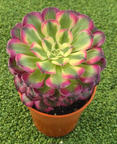 Aeonium garnet variegated - 'garnet, variegated'