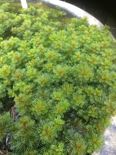 Pond oxygenating plants water - pond,