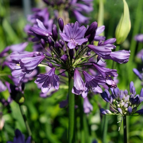 Agapanthus poppin purple - poppin, 3l