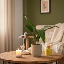 Aspidistra Plant with Pot - Elegant Indoor Foliage | Luxe Leaf Plants UK