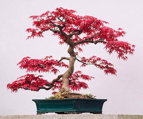 Purple wisteria bonsai - wisteria, tree