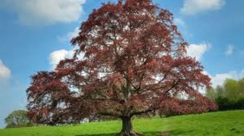 100 copper beech fagus - copper,