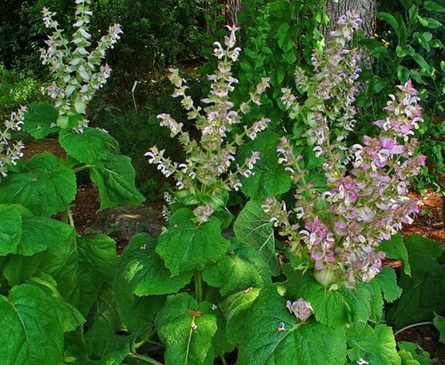 Herb plants garden - herb, ready