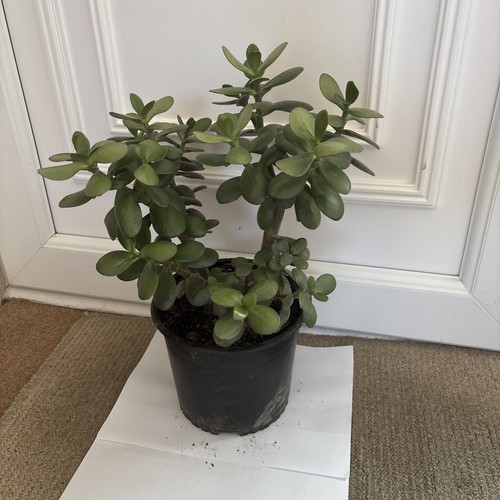 Jade money plant - plant, crassula
