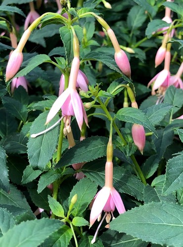 Fuchsia mrs wood hardy - wood',