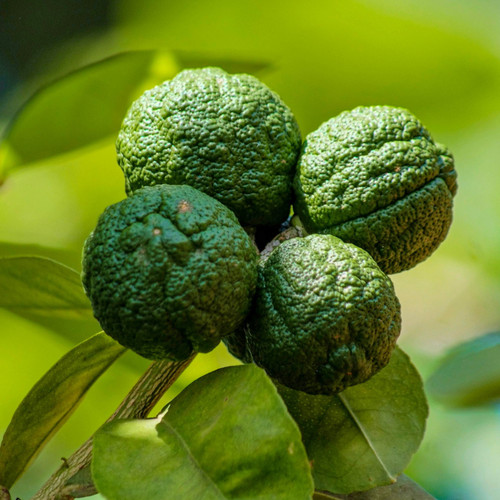 Mini kaffir lime tree - kaffir,