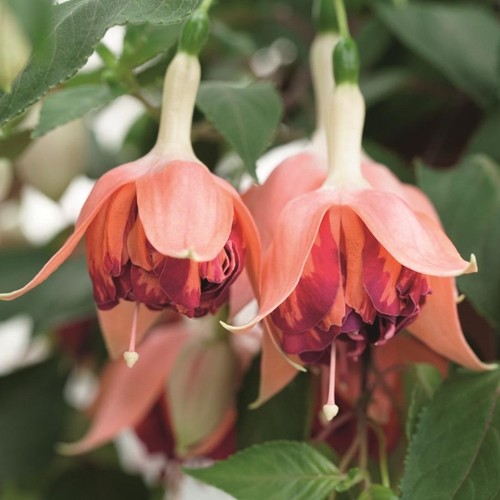 Fuchsia giant trailing - giant,