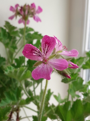 Pink capitatum scented - capitatum, –