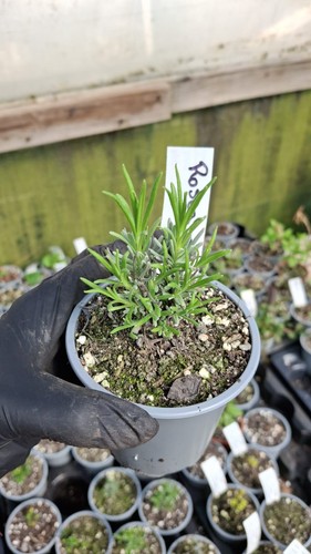 9cm herbs 125 varieties - 125,