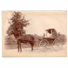 Edwardian Ladies in a Pony & Trap Antique Photograph c1905
