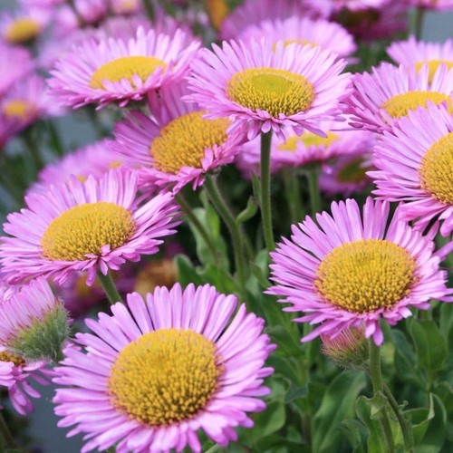 Erigeron sea breeze - sea,